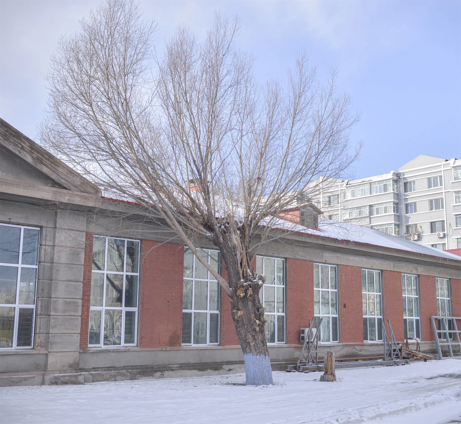 志愿日子里的雪光：哈尔滨冬日散记，照片 1